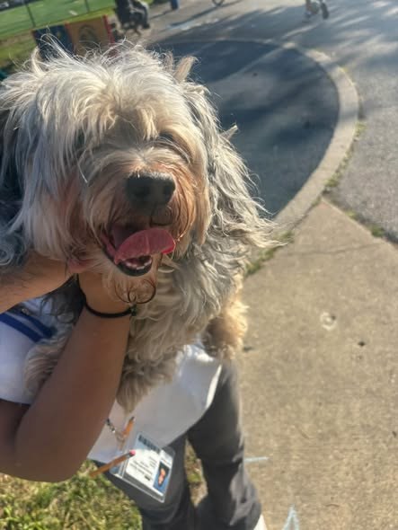 Lost Pet — listing photo