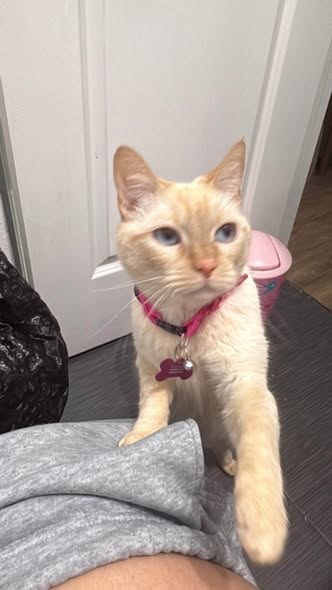 Lost Cat — My cat was staying with a friend and she had left the door open and my baby got out — additional photo 4
